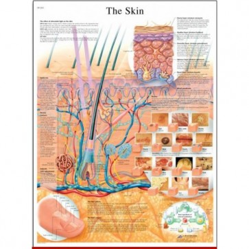 Anatomy chart - Skin and nervous system