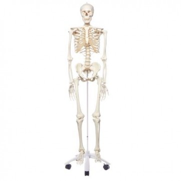 Standardni model ljudskog kostura A10