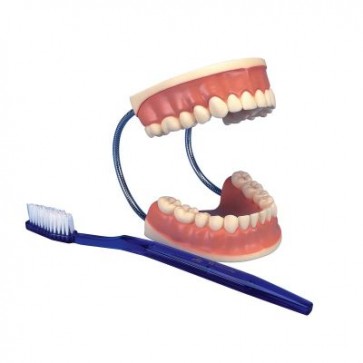 Model stomatološke njege, 3 puta uvećan (veliko zubalo)