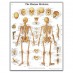 Anatomy chart - Human skeleton
