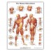 Anatomy chart - Muscular system