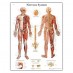 Anatomy chart - Nervous system