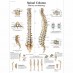 Anatomy chart - Human spine