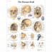 Anatomy chart - Human skull