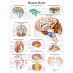Anatomy chart - Human brain