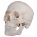 Standard human skull model, single-piece A-20
