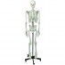 Standard human skeleton model (Delivery within 10 days)